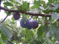 Зборів з panoramio.com