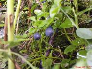 Шум'яч - Останні фото