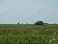 Кураж з panoramio.com