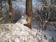 Чижівка з panoramio.com