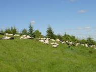 Торунь з panoramio.com