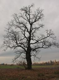 Гута-Боровенська - Останні фото
