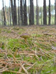 Градиськ з panoramio.com