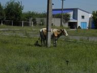 Бережнівка з panoramio.com