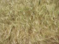 Зборів з panoramio.com