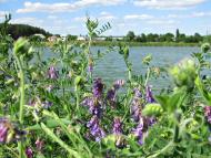 Лісові Сорочинці з panoramio.com