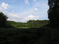 Новошевченкове з panoramio.com