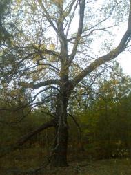 Гукове з panoramio.com