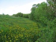 Грабовське з panoramio.com