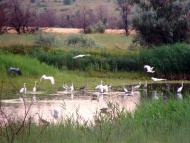 Кам'янка-Дніпровська з panoramio.com