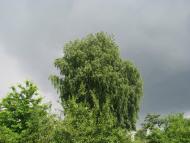 Судівка з panoramio.com