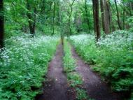 Бокове-Платове з panoramio.com