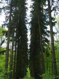 Рихли з panoramio.com