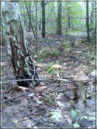 Макове з panoramio.com