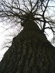 Чижівка з panoramio.com