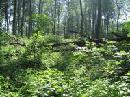 Горошівці з panoramio.com