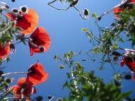 Єлизаветівка з panoramio.com