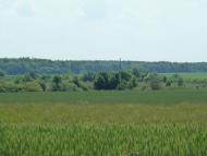 Кураж з panoramio.com