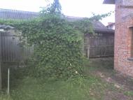 Данилівці з panoramio.com