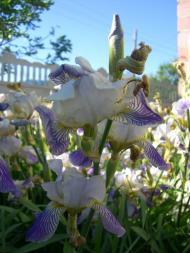 Черниш з panoramio.com