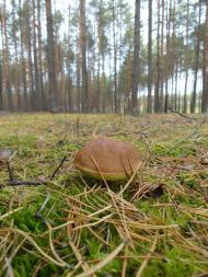 Градиськ з panoramio.com