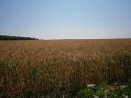 Колядівка з panoramio.com
