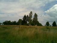 Вільха з panoramio.com