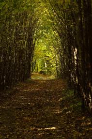 Кровинка з panoramio.com