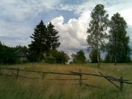 Вільха з panoramio.com