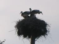 Матюші з panoramio.com