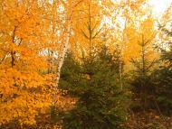 Теліжинці з panoramio.com