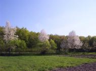 Горошівці з panoramio.com