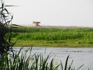 Кириківка з panoramio.com