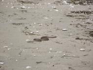 Преслав з panoramio.com