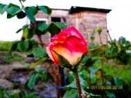 Великий Житин з panoramio.com