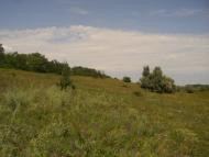 Вільнокур'янівське з panoramio.com