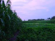 Скородистик - Останні фото