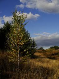 Томилівка з panoramio.com