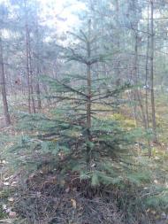 Гукове з panoramio.com