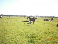 Станківці з panoramio.com