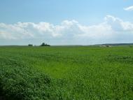 Кураж з panoramio.com