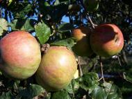 Зборів з panoramio.com