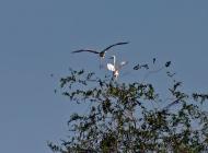 Дніпровка з panoramio.com