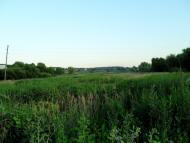 Зарванці з panoramio.com - Зарванцы