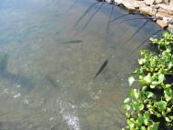 Великий Житин з panoramio.com