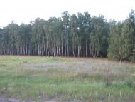 Дітинець з panoramio.com