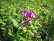 Каютине з panoramio.com