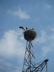 Верб'яж з panoramio.com