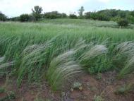 Оріхове з panoramio.com