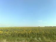 Широке з panoramio.com